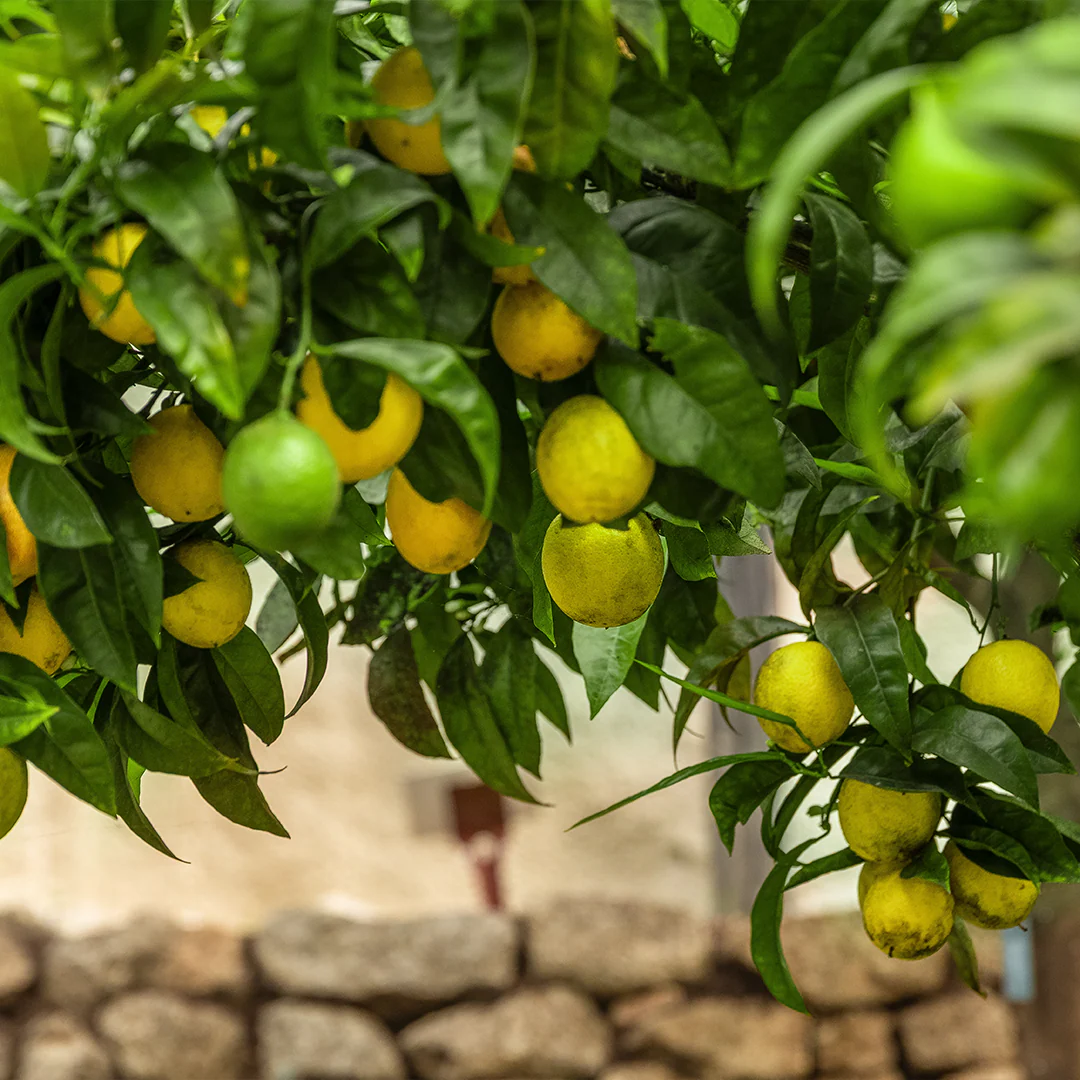Tarquin's Olive Leaf & Lemon Eden Project Gin - Image 5
