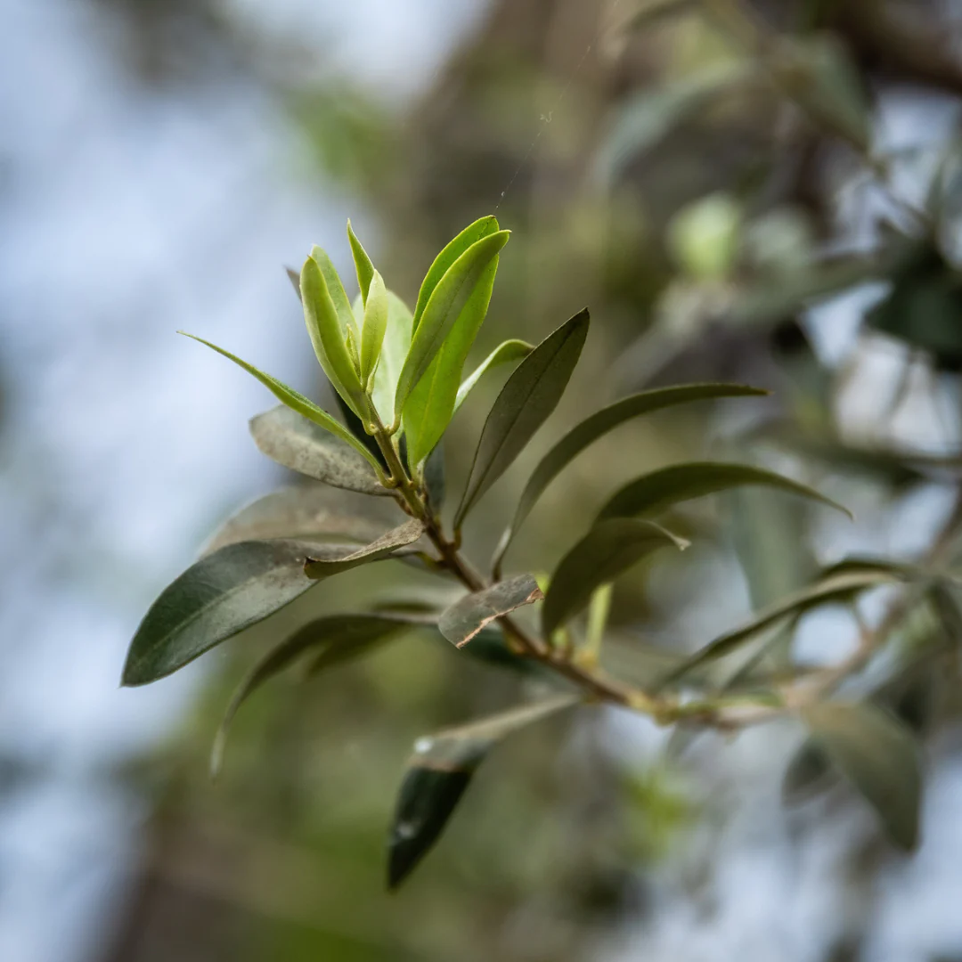 Tarquin's Olive Leaf & Lemon Eden Project Gin - Image 7
